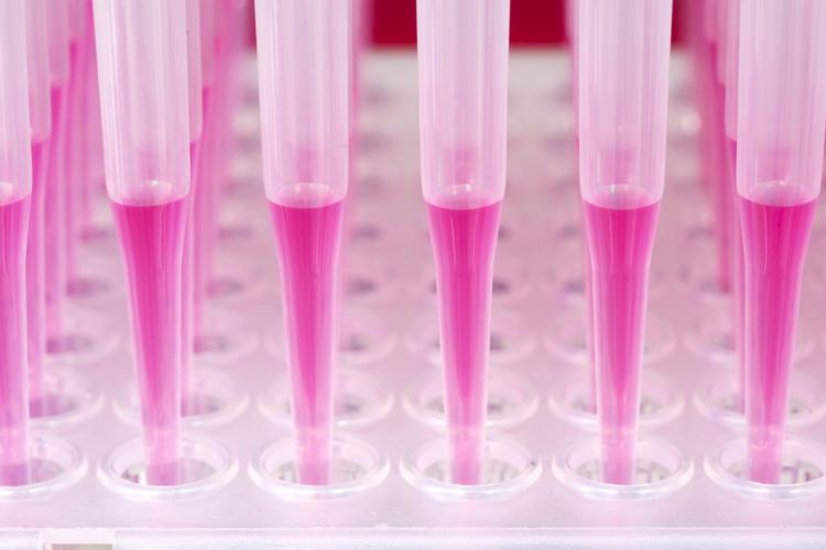 Image of pipettes with pink liquid