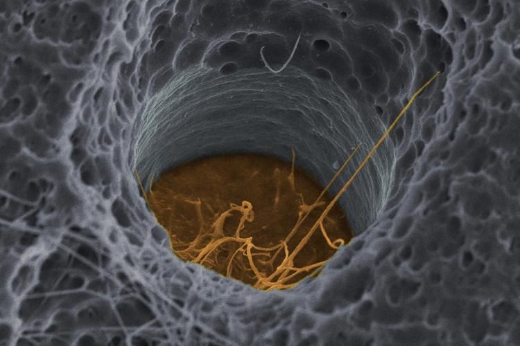 Human oral squamous cell carcinoma cell line