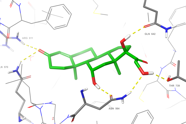 Hydrocortisone bound to the glucocorticoid receptor