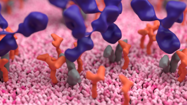 CD25 receptor on immune cell surface