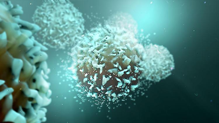T cells