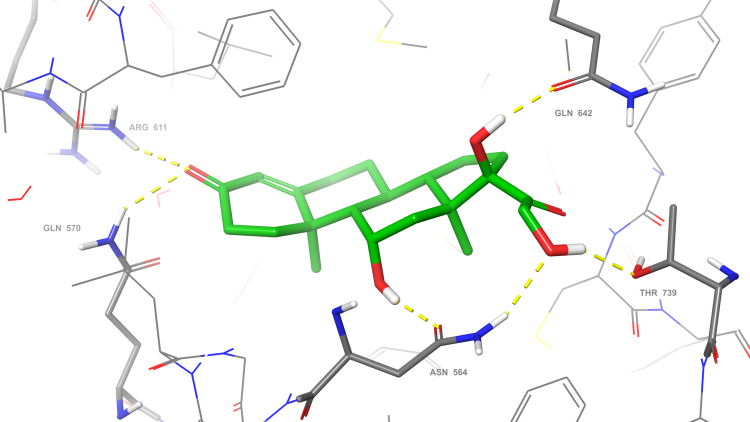 Hydrocortisone bound to the glucocorticoid receptor