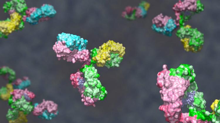 Bispecific antibody coloured heavy chain in green and pink, light chain blue and yellow against grey background; glycosylated bispecific immunoglobulin engineered to target different antigens 3D render