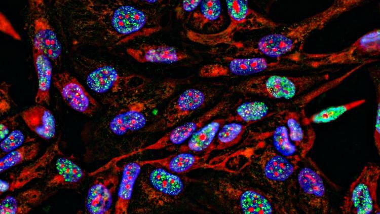 Image of brightly coloured cells under a microscope