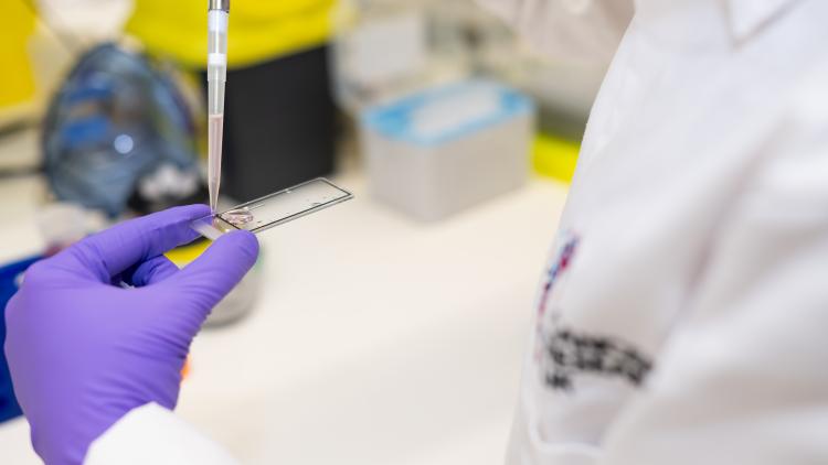 Scientists hands working in a lab