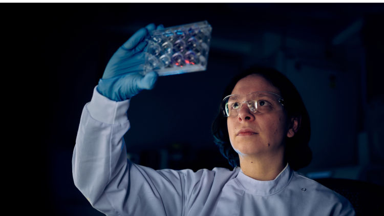 Scientist looking at cell plates