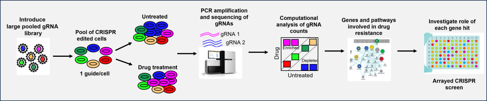 Workflow diagram showing the steps involved for pooled and arrayed CRISPR screening in drug target discovery