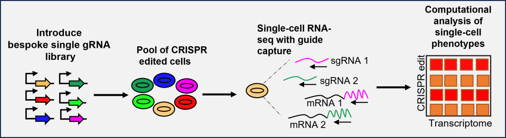 Workflow diagram showing the steps involved to use single-cell CRISPR Perturb-seq to simultaneously identify and validate drug targets