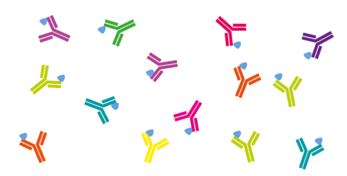 Graphic representation of antibodies