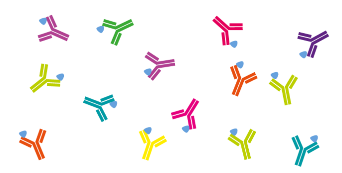 Graphic representation of antibodies