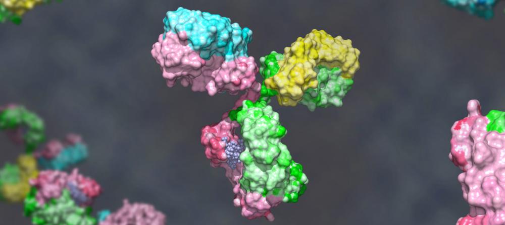 Bispecific antibody coloured heavy chain in green and pink, light chain blue and yellow against grey background