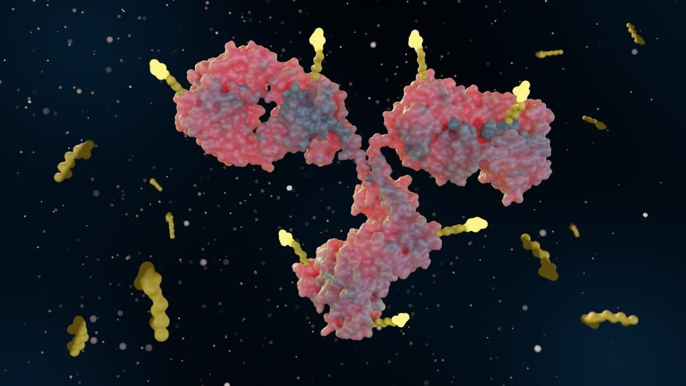 3D rendering of an antibody drug conjugate